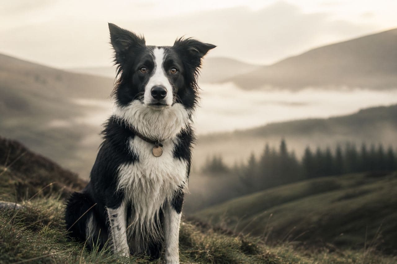 Border Collie standing in soft hillside light